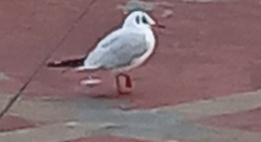 Chroicocephalus ridibundus