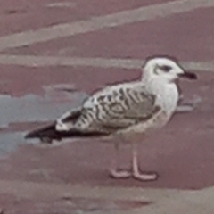 Larus