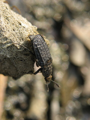 Thanatophilus rugosus