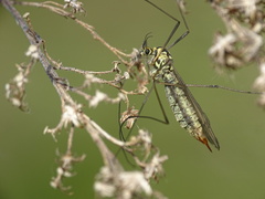 Nephrotoma flavescens