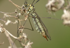 Nephrotoma flavescens