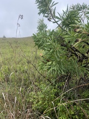 Protea caffra caffra