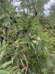 Protea caffra caffra