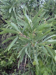 Protea caffra caffra