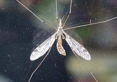 Tipula confusa