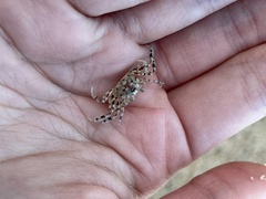 Ocypode occidentalis