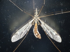 Tipula confusa