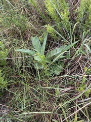 Ledebouria zebrina