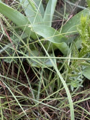 Ledebouria zebrina