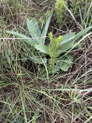 Ledebouria zebrina