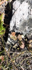 Crassula rupestris