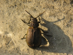 Galeruca