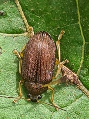 Colaspis