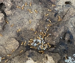 Acanthomyops