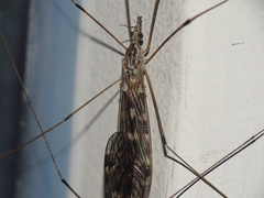 Tipula confusa