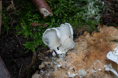 Clitopilus