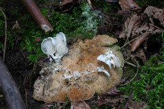 Clitopilus