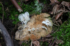 Clitopilus