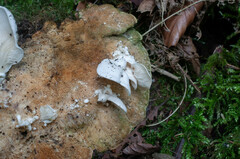 Clitopilus
