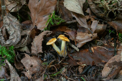 Calocybe chrysenteron