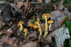 Calocybe chrysenteron