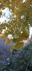 Ginkgo biloba