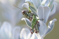 Phaulotettix compressus