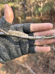 Liquidambar styraciflua