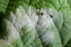 Erysiphe corylacearum