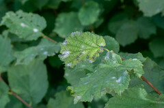 Erysiphe corylacearum