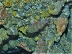 Hypoplectrodes wilsoni