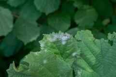 Erysiphe corylacearum