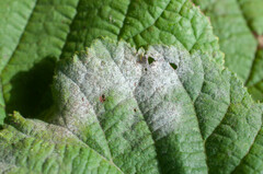 Erysiphe corylacearum