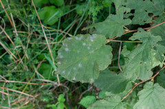 Erysiphe corylacearum