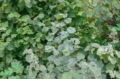 Erysiphe corylacearum