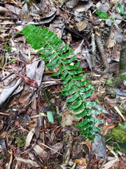 Blechnum hastatum