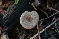 Pluteus thomsonii