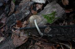 Pluteus thomsonii