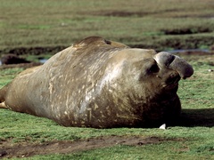 Mirounga leonina
