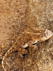 Agama aculeata