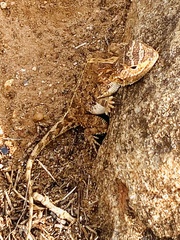 Agama aculeata
