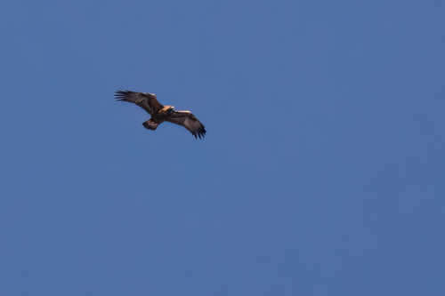 Águila real (Aquila chrysaetos)