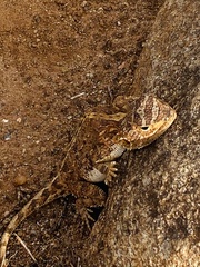 Agama aculeata