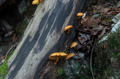 Pleuroflammula tuberculosa