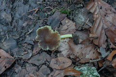 Pluteus romellii