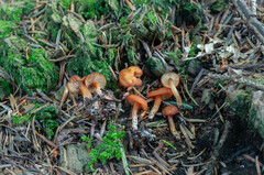 Rhodophana nitellina