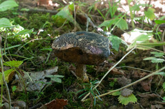 Leccinellum pseudoscabrum