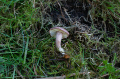 Calocybe carnea