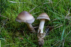 Amanita umbrinolutea