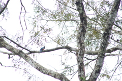 Trogon melanurus
